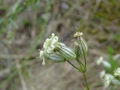 Silene turczaninovii
