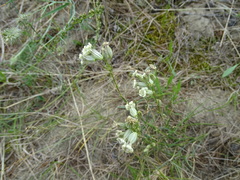 Silene turczaninovii