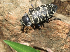 Lampetis dilaticollis