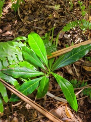 Cordia laevigata