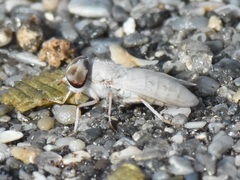 Stenotabanus psammophilus