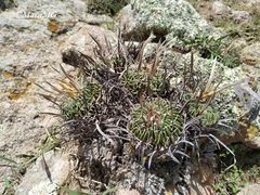 Echinofossulocactus dichroacanthus