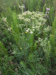 Aulacospermum anomalum