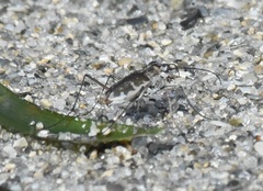 Ellipsoptera marginata