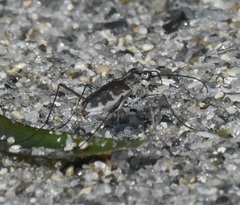 Ellipsoptera marginata