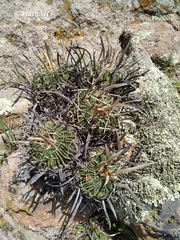 Echinofossulocactus dichroacanthus