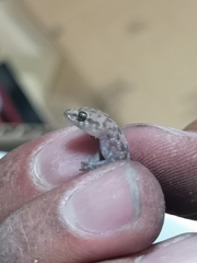 Hemidactylus turcicus