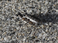 Ellipsoptera marginata