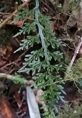 Hymenophyllum caudiculatum