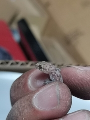 Hemidactylus turcicus