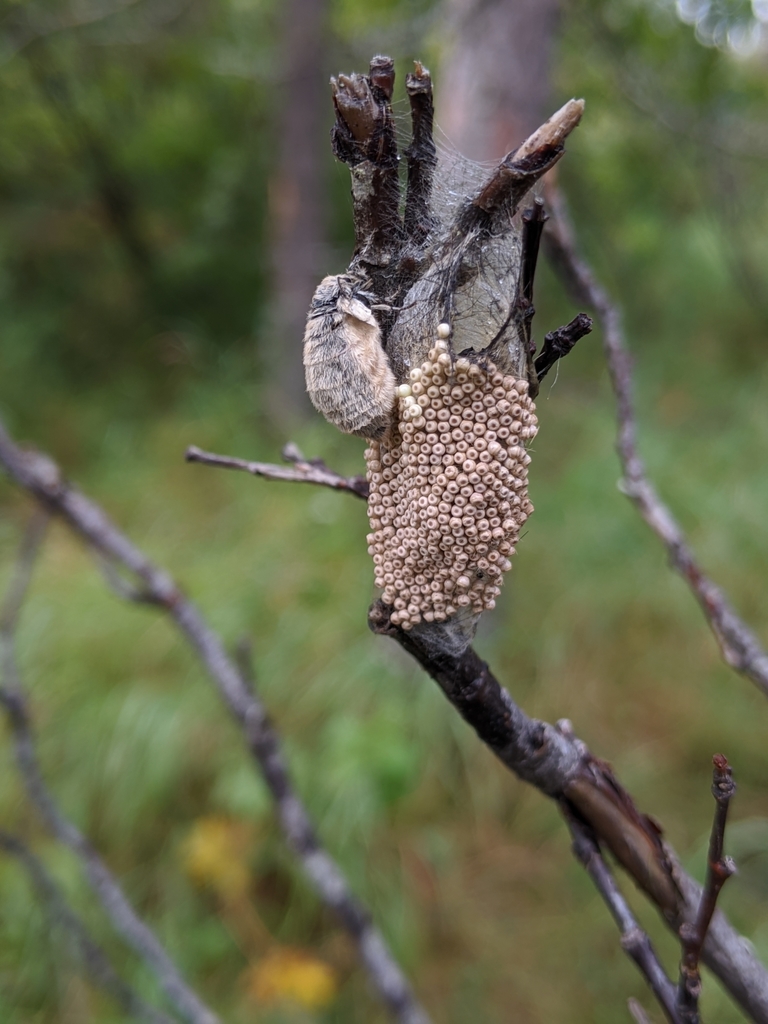 Rusty Tussock Moth