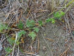 Potentilla tergemina