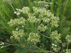 Aulacospermum anomalum