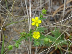 Potentilla tergemina