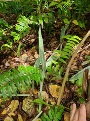 Sansevieria metallica