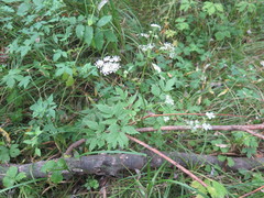 Ostericum sieboldii