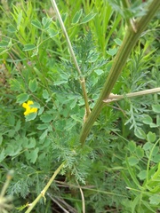 Aulacospermum anomalum