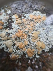 Rhizoplaca subdiscrepans