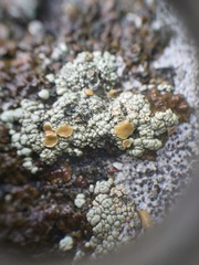 Rhizoplaca subdiscrepans