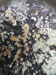 Rhizoplaca subdiscrepans