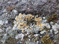 Rhizoplaca subdiscrepans