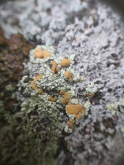 Rhizoplaca subdiscrepans