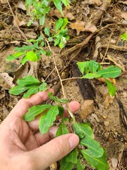 Erythroxylum brevipes