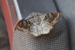 Antigonus erosus