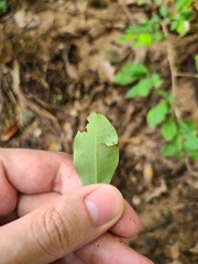 Erythroxylum brevipes