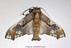 Parathyris cedonulli