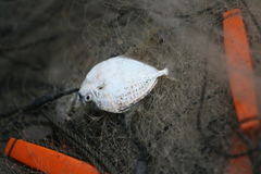 Leiognathidae