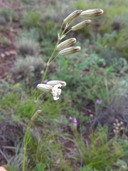 Silene jeniseensis
