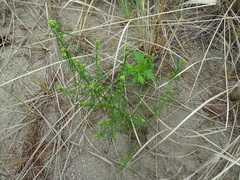 Artemisia palustris