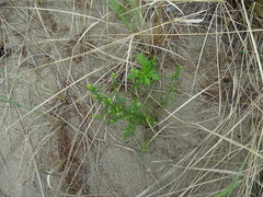 Artemisia palustris