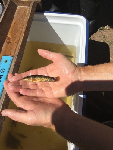 Umbra pygmaea