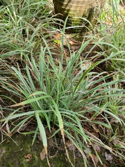 Ophiopogon jaburan