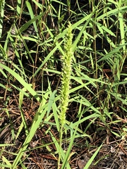 Panicum hemitomon