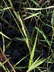 Panicum hemitomon