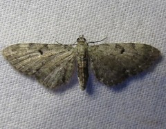 Eupithecia satyrata