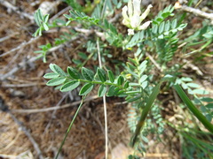 Astragalus inopinatus