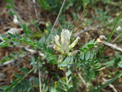 Astragalus inopinatus