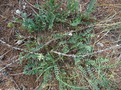 Astragalus inopinatus