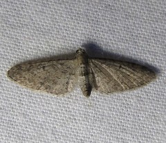 Eupithecia interruptofasciata