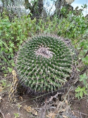 Mammillaria gigantea
