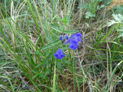 Scutellaria scordifolia