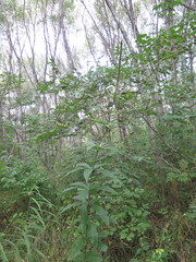 Veronicastrum sibiricum