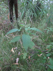Circaea canadensis quadrisulcata
