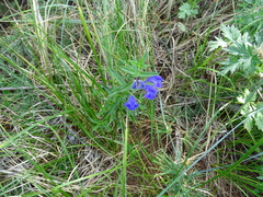 Scutellaria scordifolia