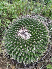 Mammillaria gigantea