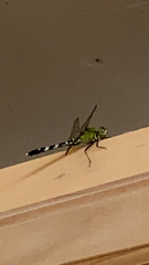 Erythemis simplicicollis